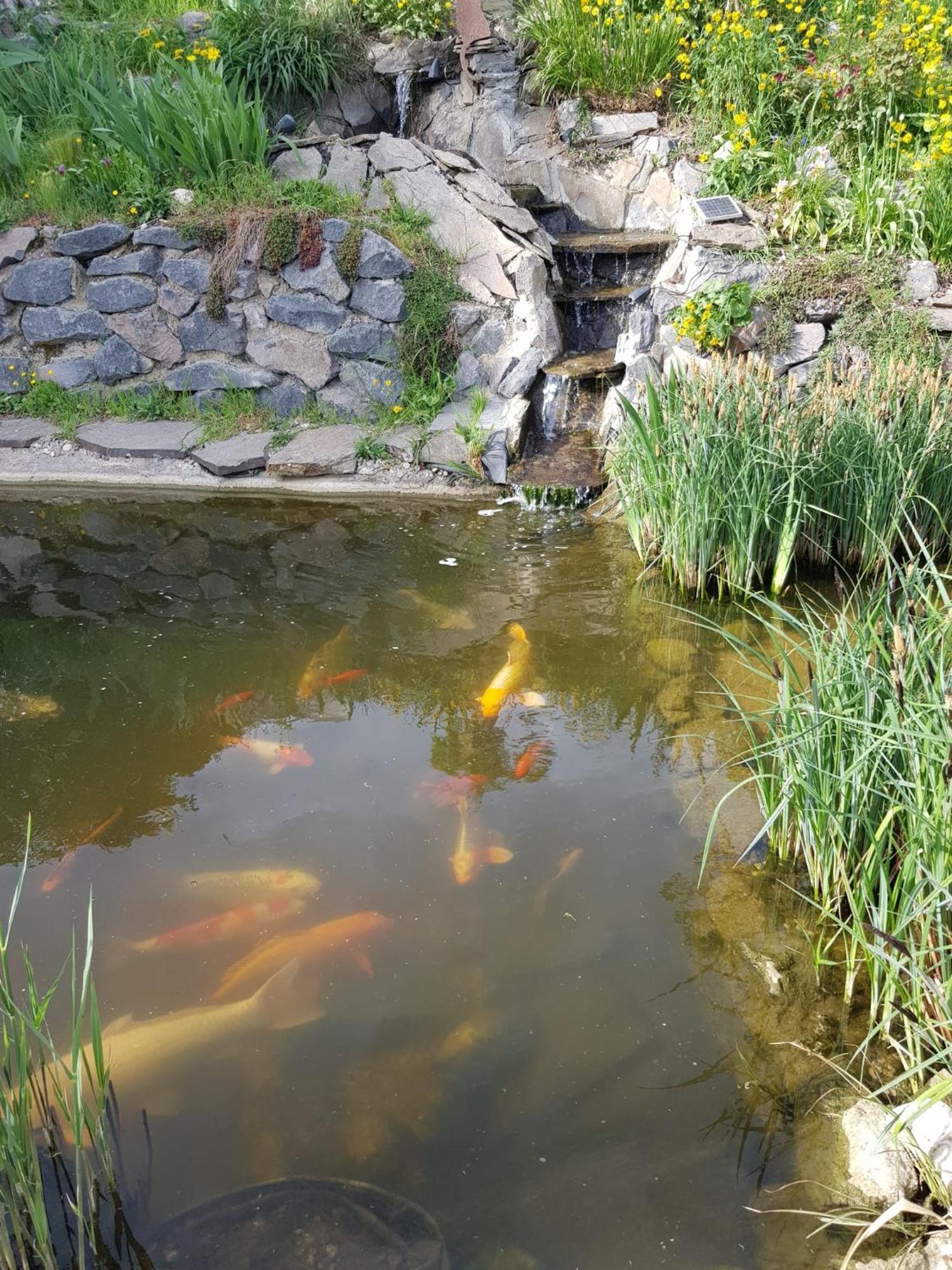 Wohlfuehlen Am Gartenteich Oberzissen Ngoại thất bức ảnh